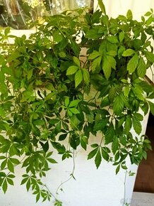 Jiaogulan - ženšen päťlisty - liečivá rastlina