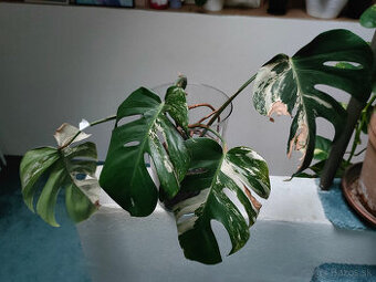 monstera albo variegata