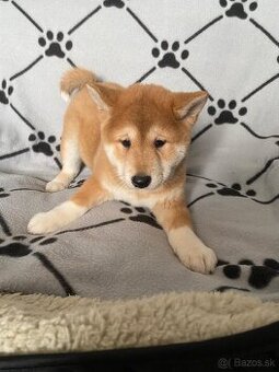 Shiba inú