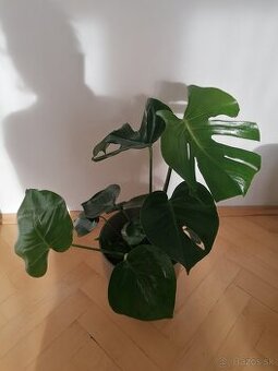 Monstera