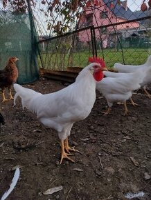 Leghorn predaj