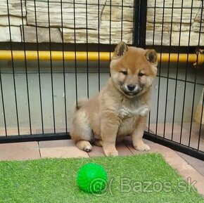 Shiba inu