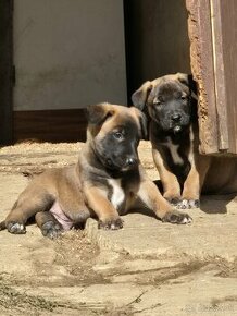 Predám šteniatka Belgický ovčiak malinois - 1