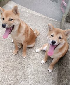 SHIBA INU