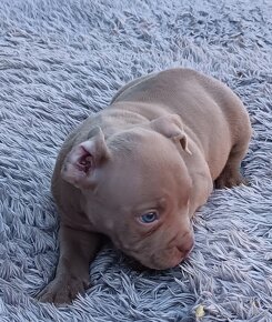 J&K bullys "ponúkame na predaj American bully pocket