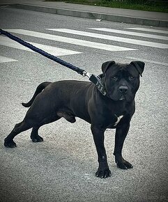 Ponukam na kryté amstaff staford - 1