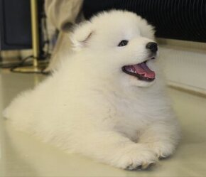 Samojed