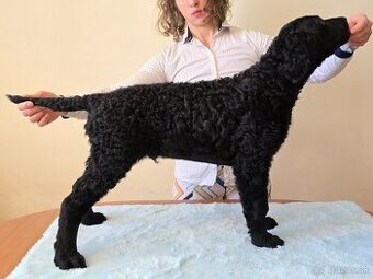 Curly Coated Retriever šteniatko s PP