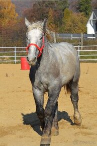 Predám ťažného koňa - Percheron