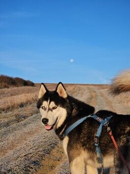 Sibírsky husky na krytie. - 1