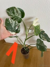 Rastlinky Monstera Albo Variegata - Panašovaná monstera