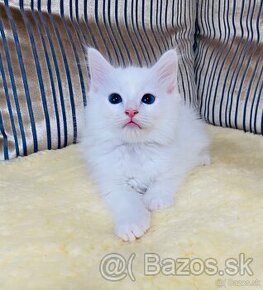 Ragdoll kocur