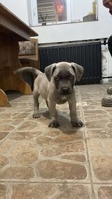 Cane corso šteniatka