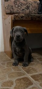 Cane corso šteniatka