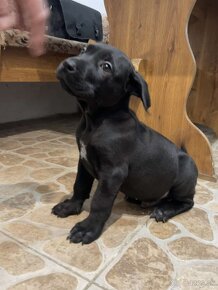 Cane corso šteniatka