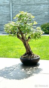 Bonsai Javor Poľný