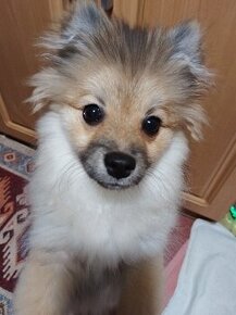 Mily pomeranian