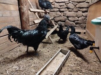 Ayam cemani nv