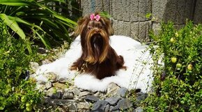 Chocolate  Yorkshire terrier s PP