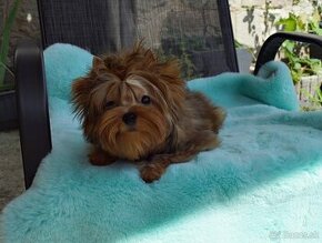 Ocean pearl Yorkshire terrier s PP