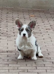 Corgi