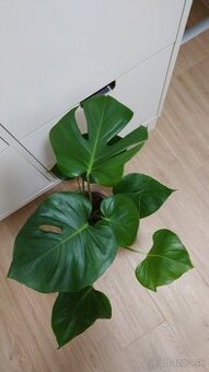 Monstera deliciosa, nová 60 cm