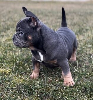 American Bully pocket