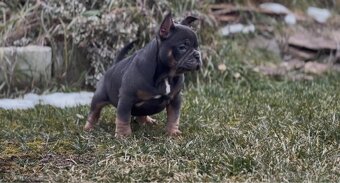 American Bully pocket