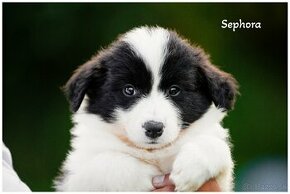 Border Collie Border Kolia s PP FCI