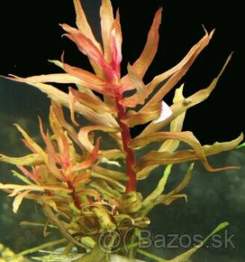 Predam rastlinky / Ammannia gracillis - 1