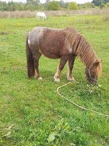 Predam shetland Pony kobylu