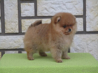 Pomeranian