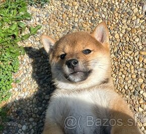 Shiba Inu s PP.