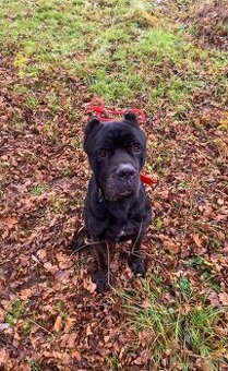 ZATIAĽ REZERVOVANÝ Cane Corso