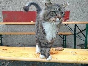 Maine coon (Manilska myvalia) - 1