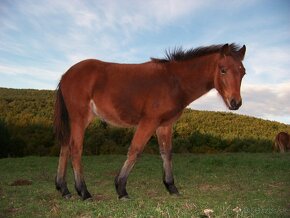 Welsh Pony A/SŠP