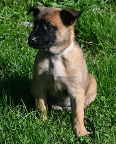 Belgický ovčiak - Malinois - 1