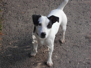 jack russel terier-mladý psík na predaj