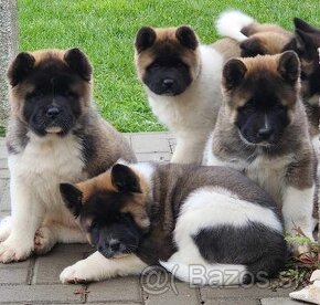 Americká akita (American akita)