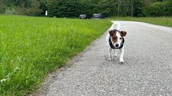 Jack Russel KRYTIE