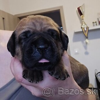 Šteniatka Cane Corso s PP