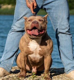 American Bully krytie s PP