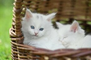 Mainská mývalia - maine coon - MCO - biela mačička OLIVIA
