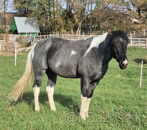 APH APHA PAINT HORSE ŽREBEC pripúšťanie