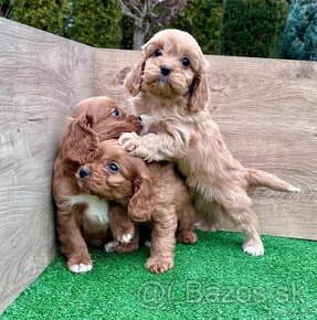 Cavapoo,Pudel,cavalier