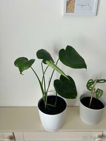 Monstera deliciosa - 1