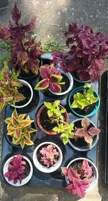 Coleus