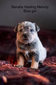 ACD Austrálsky dobytkársky pes CATTLE DOG