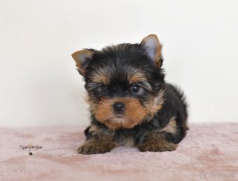 YORKSHIRE TERRIER s PP rodokmenom