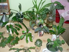 zakorenené izbové rastliny mix